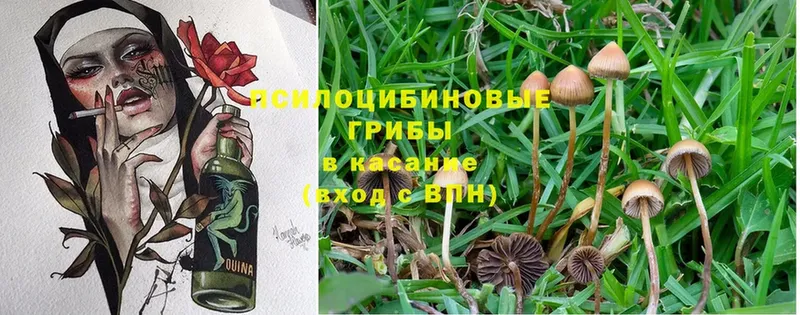 купить наркоту  Астрахань  Галлюциногенные грибы MAGIC MUSHROOMS 